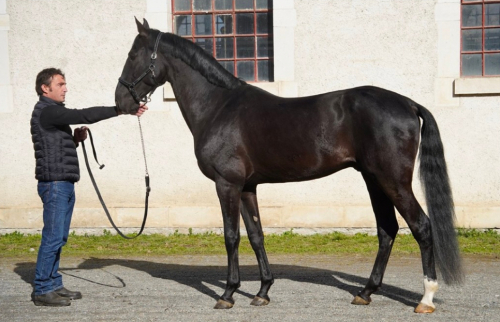 HorseID: 2311754 AYDOGDY - PhotoID: 1096678