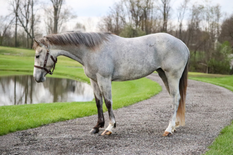 HorseID: 2311757 TGR Cats Phoebe Boon - PhotoID: 1096679