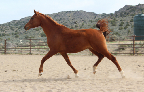 HorseID: 2311758 TR Isidora - PhotoID: 1096680