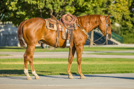 HorseID: 2311759 LB TUESDAY SLEW - PhotoID: 1096681