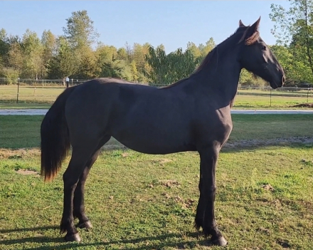 HorseID: 2311762 JFF Simply Vera - PhotoID: 1096704
