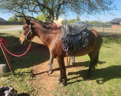 HorseID: 2311763 Paloma - PhotoID: 1096688