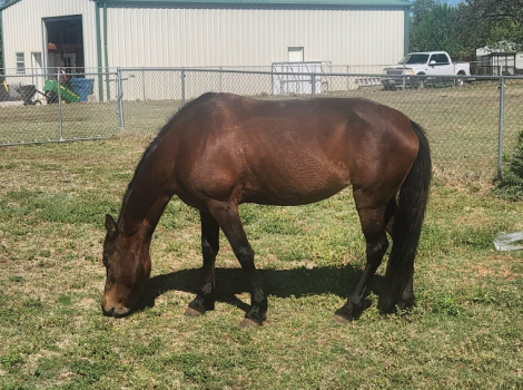 HorseID: 2311763 Paloma - PhotoID: 1096689