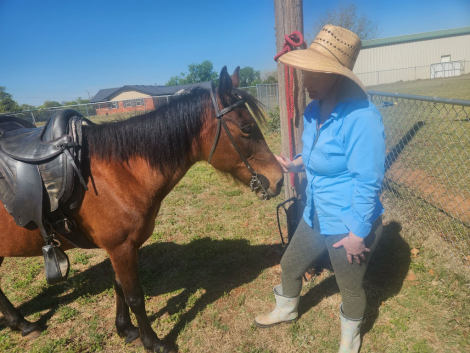HorseID: 2311763 Paloma - PhotoID: 1096690