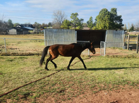 HorseID: 2311763 Paloma - PhotoID: 1096691
