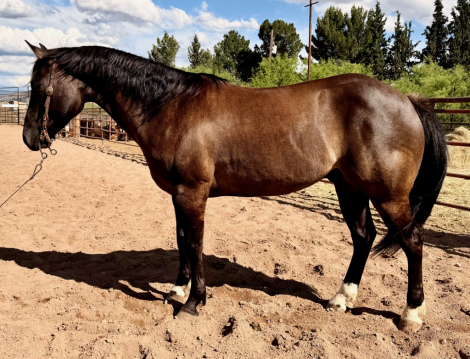HorseID: 2311764 Nitro King of Hearts - PhotoID: 1096692