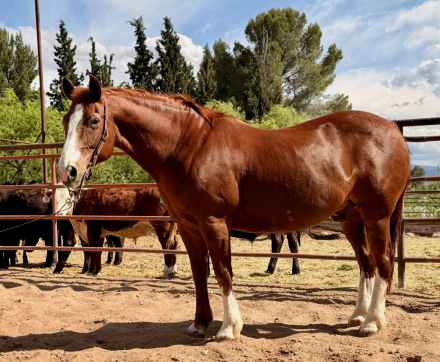 HorseID: 2311765 Hippo - PhotoID: 1096693