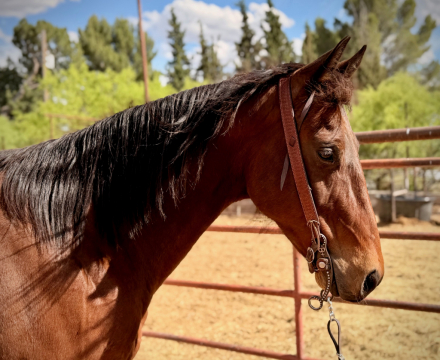 HorseID: 2311766 Fireball - PhotoID: 1096694