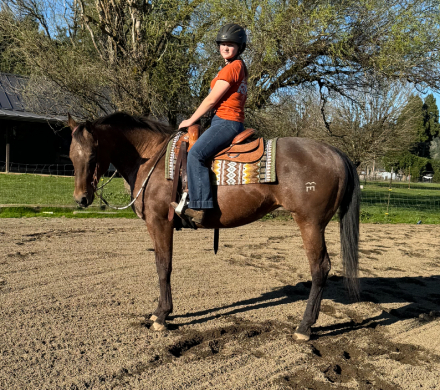 HorseID: 2311771 Rosies Queen - PhotoID: 1096697