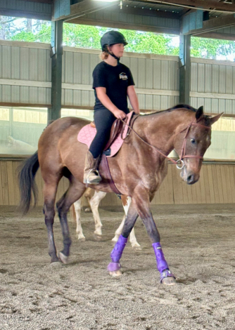 HorseID: 2311771 Rosies Queen - PhotoID: 1096701