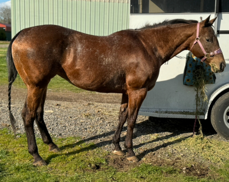 HorseID: 2311771 Rosies Queen - PhotoID: 1096702