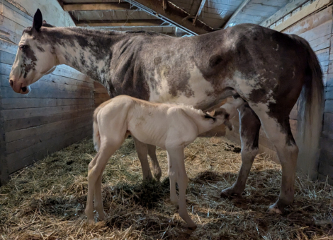 HorseID: 2311772 Time for Sensational - PhotoID: 1096705