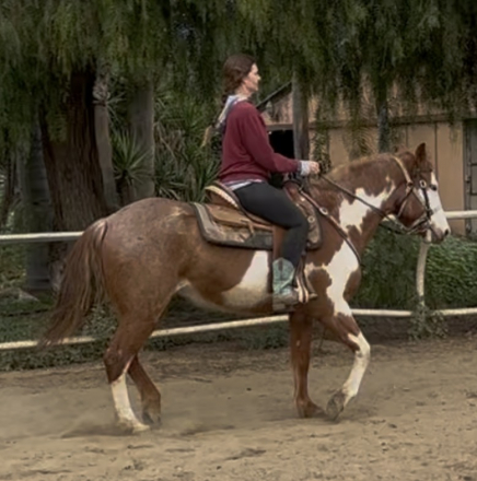 HorseID: 2311773 Pretty girl - PhotoID: 1096703