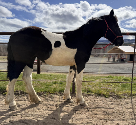 HorseID: 2311775 Breezy - PhotoID: 1096706