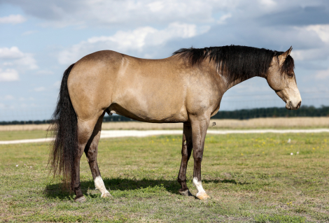 HorseID: 2311776 Hollywood Mobster - PhotoID: 1096707