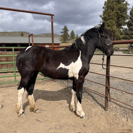 HorseID: 2311777 Uggs - PhotoID: 1096711