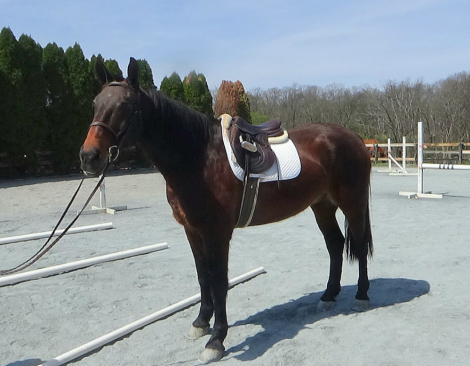 HorseID: 2311778 Hector - PhotoID: 1096713