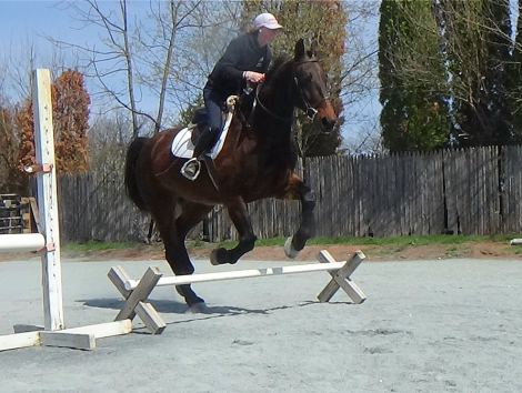 HorseID: 2311778 Hector - PhotoID: 1096714