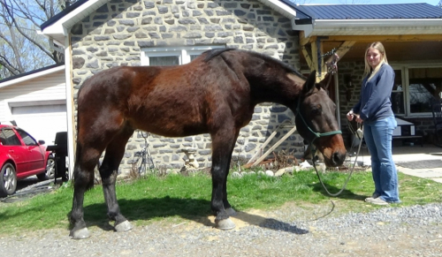 HorseID: 2311778 Hector - PhotoID: 1096715