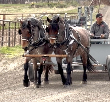 HorseID: 2311779 Ribbon and Pearl - PhotoID: 1096712