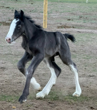 HorseID: 2311781 M&M Ranger - PhotoID: 1096721