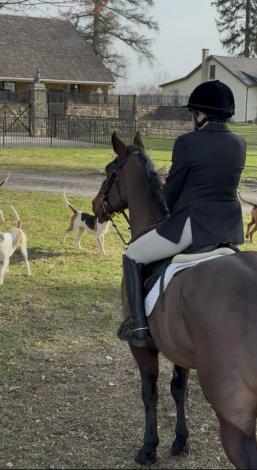 HorseID: 2311782 Wilson - PhotoID: 1096722