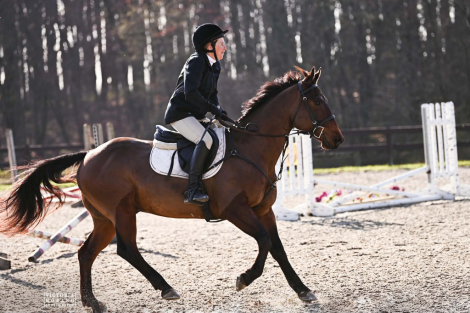 HorseID: 2311782 Wilson - PhotoID: 1096723
