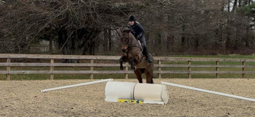 HorseID: 2311782 Wilson - PhotoID: 1096724