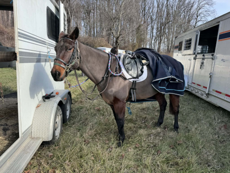 HorseID: 2311782 Wilson - PhotoID: 1096725