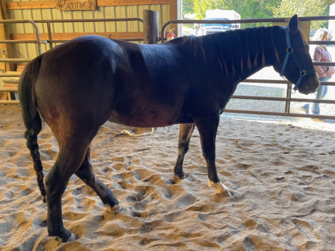 HorseID: 2311785 Smooth and Fancy Dude - PhotoID: 1096730
