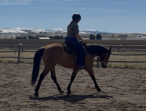 HorseID: 2311788 Bambi - PhotoID: 1096731