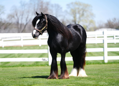 HorseID: 2311794 Elvis the king - PhotoID: 1096740