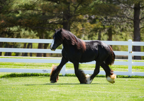 HorseID: 2311794 Elvis the king - PhotoID: 1096741