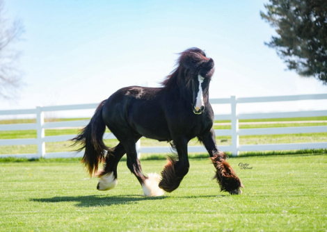 HorseID: 2311794 Elvis the king - PhotoID: 1096742