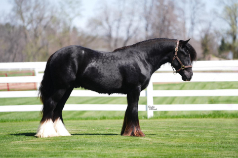 HorseID: 2311794 Elvis the king - PhotoID: 1096743