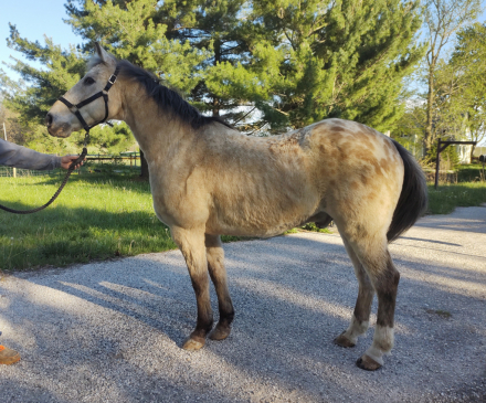 HorseID: 2311797 Storm - PhotoID: 1096744