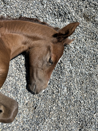 HorseID: 2311807 Van’t Sterren - PhotoID: 1096749