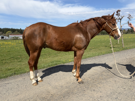 HorseID: 2311814 NIC N LENAS BLUE BUD - PhotoID: 1096757