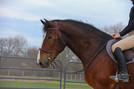 HorseID: 2311817 Quiet, Versatile, Clyde Cross Dream - PhotoID: 1096758