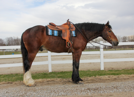 HorseID: 2311817 Quiet, Versatile, Clyde Cross Dream - PhotoID: 1096759
