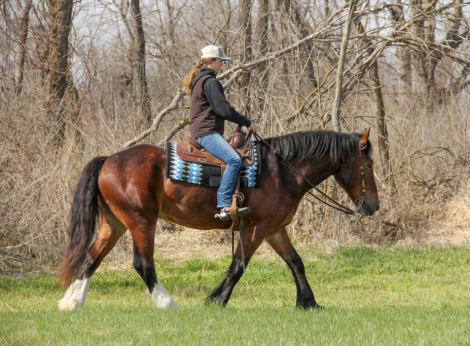 HorseID: 2311817 Quiet, Versatile, Clyde Cross Dream - PhotoID: 1096760
