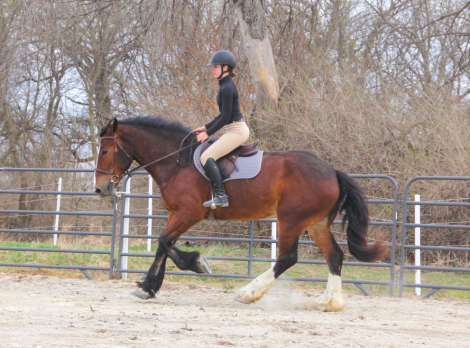 HorseID: 2311817 Quiet, Versatile, Clyde Cross Dream - PhotoID: 1096761