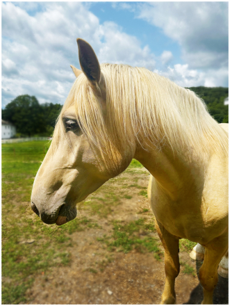 HorseID: 2311819 Lockhart - PhotoID: 1096766