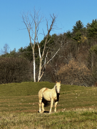 HorseID: 2311819 Lockhart - PhotoID: 1096767