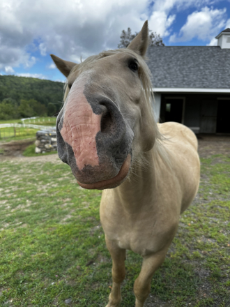 HorseID: 2311819 Lockhart - PhotoID: 1096768