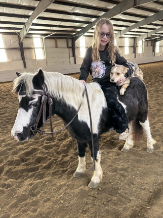 HorseID: 2311820 Jingles - PhotoID: 1096771