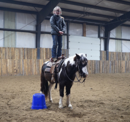 HorseID: 2311820 Jingles - PhotoID: 1096772