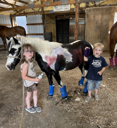 HorseID: 2311820 Jingles - PhotoID: 1096773