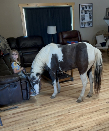 HorseID: 2311820 Jingles - PhotoID: 1096774