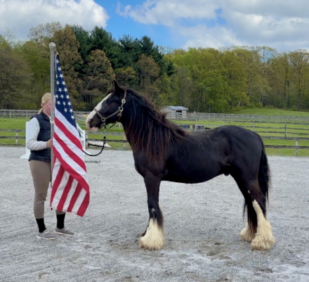 HorseID: 2311821 Evander - PhotoID: 1096775